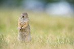 Ground Squirrel