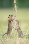 Ground Squirrel