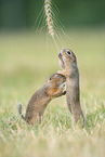 Ground Squirrel