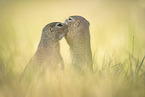 Ground Squirrel