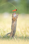 Gopher with poppy