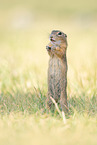 Ground Squirrel