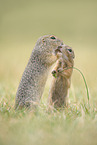 Ground Squirrel