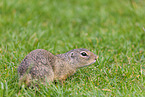 gopher