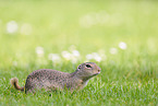 gopher