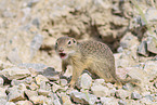 gopher
