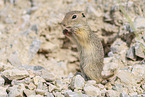 gopher