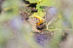 gopher