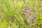 gopher
