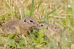 gopher