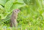 gopher