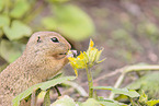 gopher