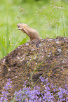 gopher