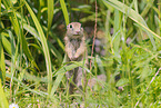 gopher