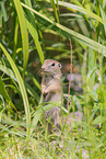 gopher