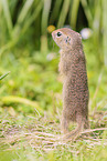 gopher