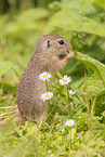 gopher