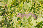 gopher