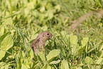 gopher