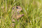 gopher