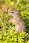gopher
