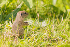 gopher