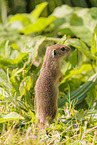 gopher
