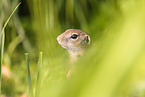 gopher