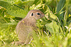 gopher