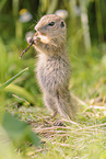 gopher