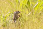 gopher