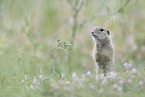 gopher