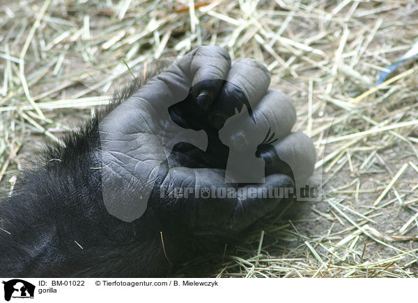 Flachlandgorilla / gorilla / BM-01022