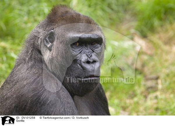 Gorilla / Gorilla / DV-01258