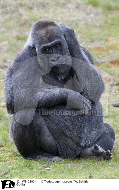 Gorilla / Gorilla / WS-02031