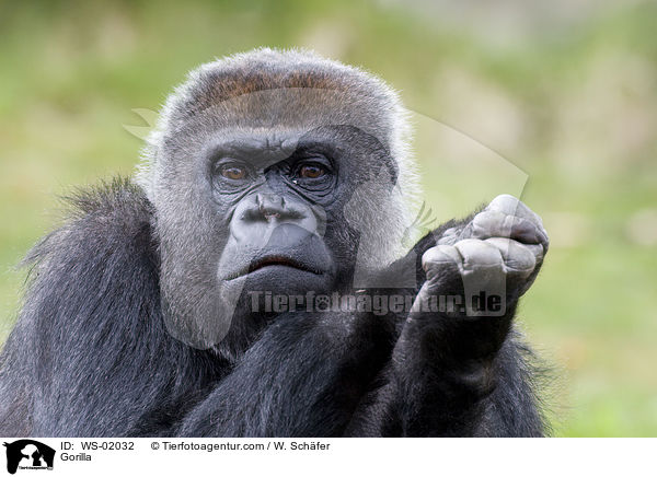 Gorilla / WS-02032