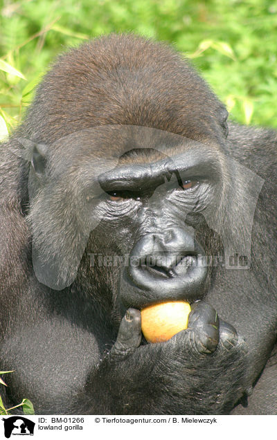 Flachland-Gorilla / lowland gorilla / BM-01266