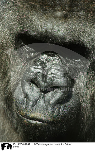 Flachlandgorilla / gorilla / AVD-01947