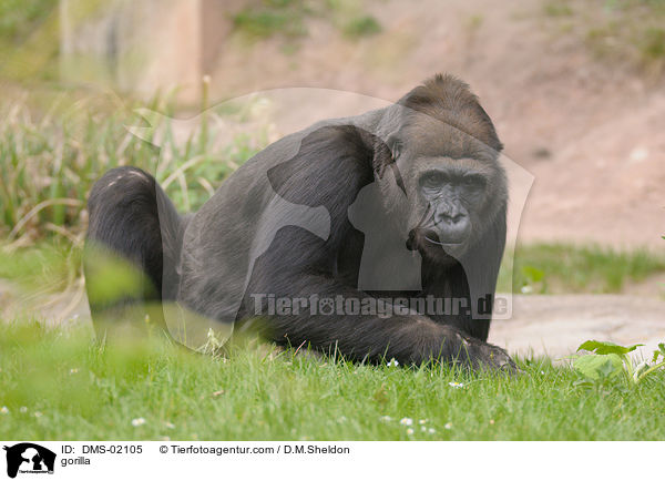 Flachlandgorilla / gorilla / DMS-02105