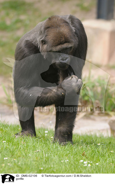 Flachlandgorilla / gorilla / DMS-02106