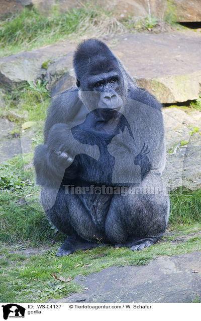 Flachlandgorilla / gorilla / WS-04137