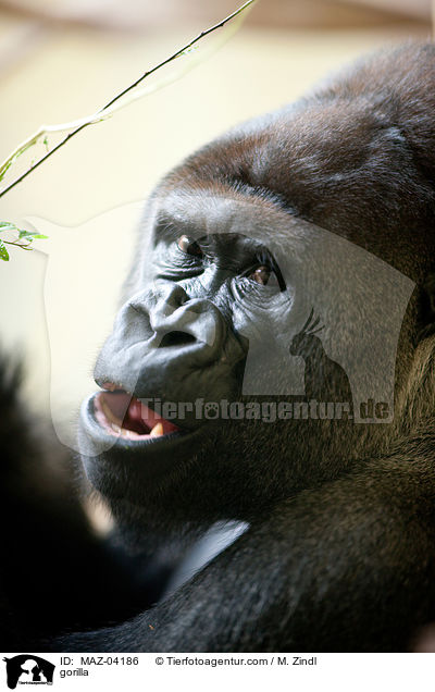 gorilla / MAZ-04186