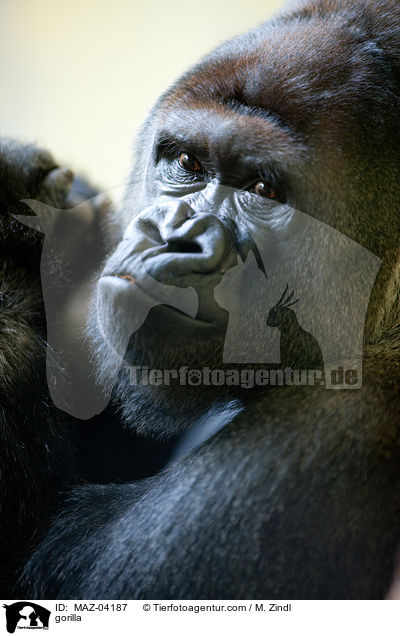 gorilla / MAZ-04187