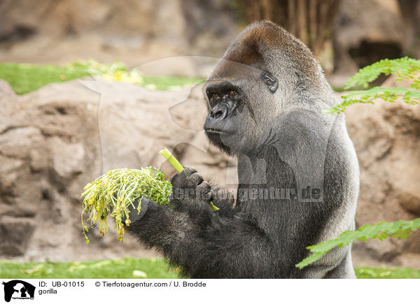 Gorilla / gorilla / UB-01015