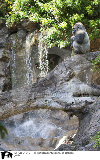 Gorilla / gorilla / UB-01019