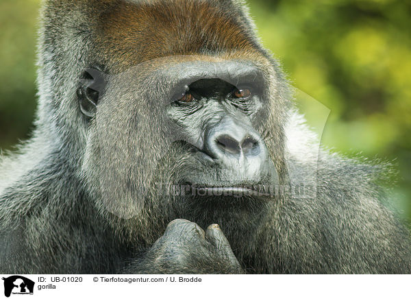 Gorilla / gorilla / UB-01020