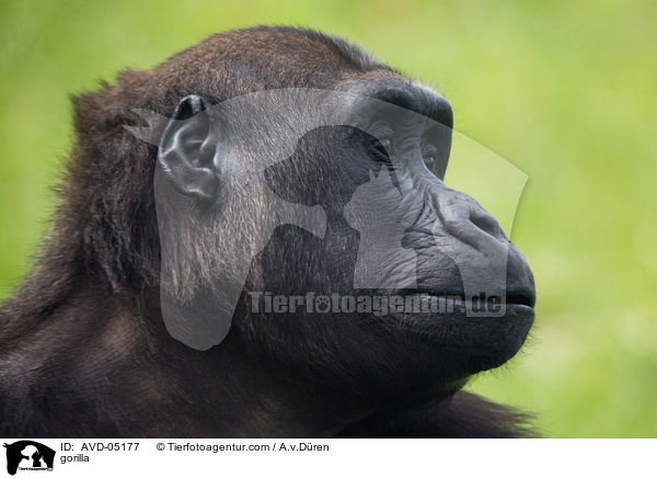 Gorilla / gorilla / AVD-05177