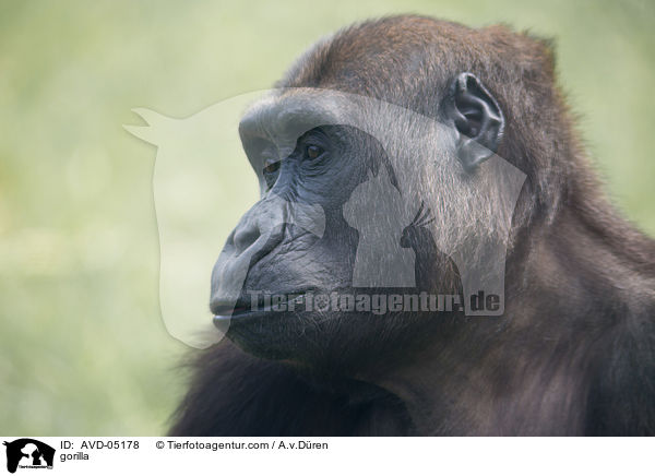 Gorilla / gorilla / AVD-05178