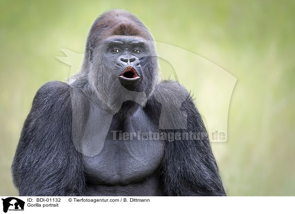 Gorilla Portrait / Gorilla portrait / BDI-01132