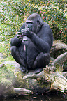 Gorilla